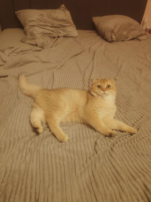 Кошечка драгоценного окраса шиншилла