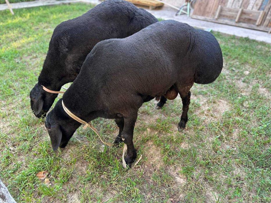 Qoʻchqorlar (кучкор) sotiladi