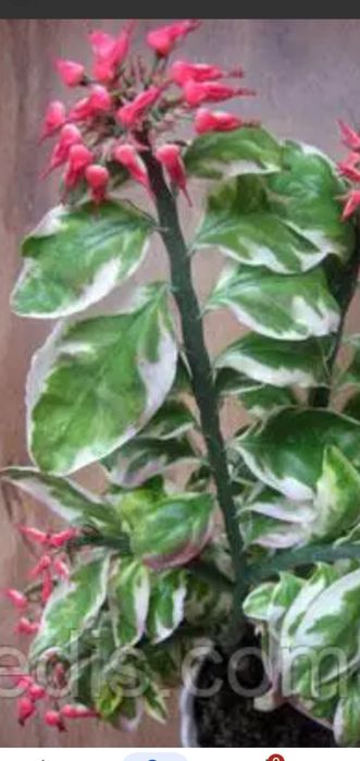 Продам отростки педилантуса