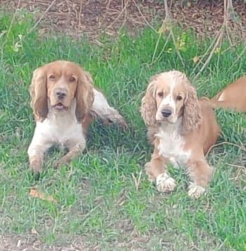 Продаются  щенки спаниеля