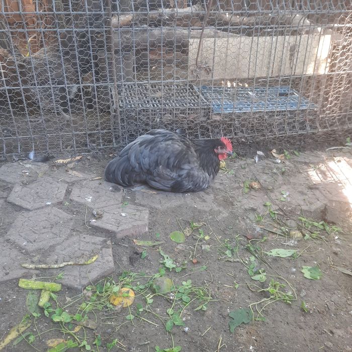 Cocos australorp de 6 luni 10 buc