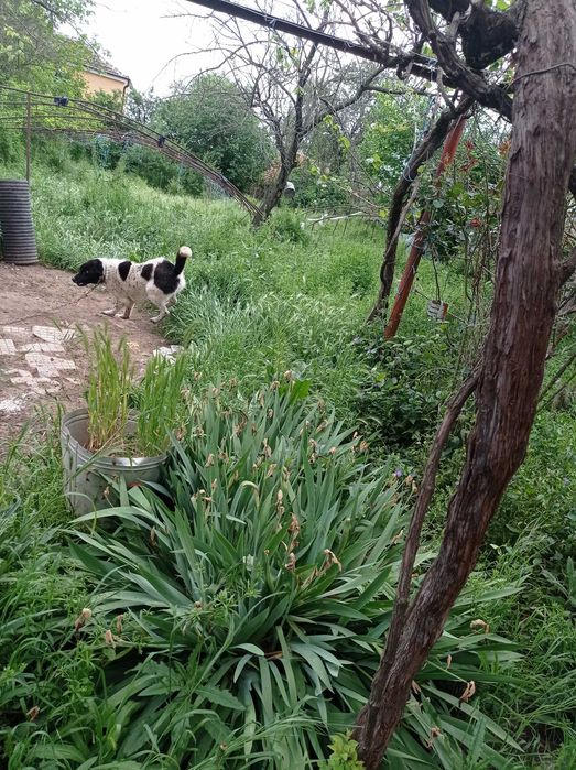 Продава се къща в село Калитиново,на 10км.от Стара Загора
