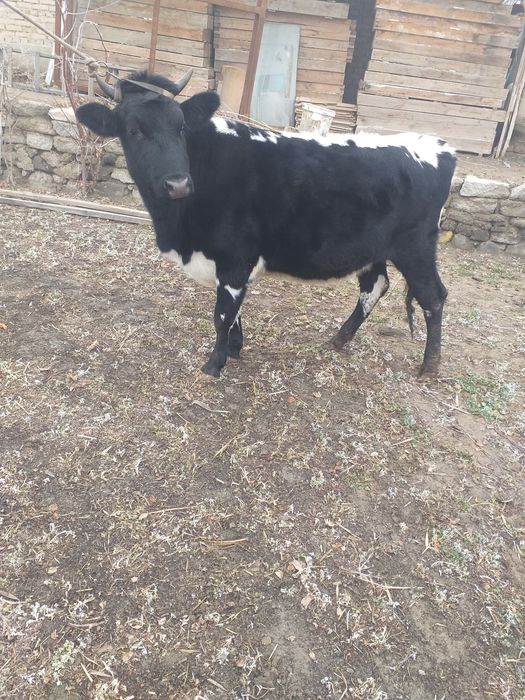 G’unojin bug’ôz