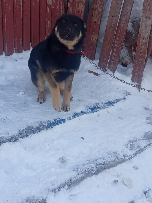 Овчарка сторожевая