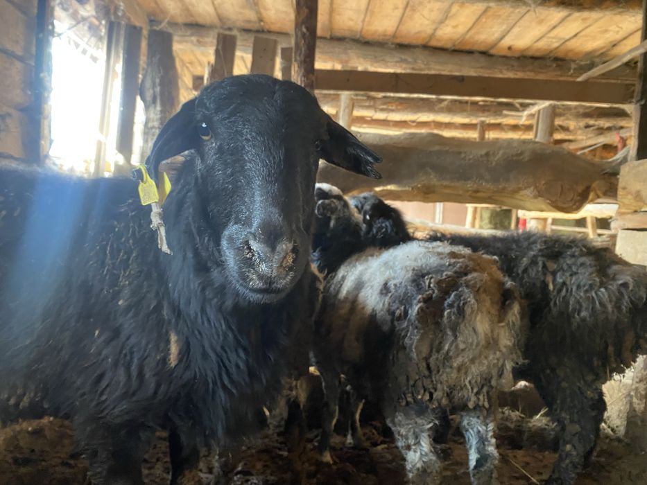 Семіз қойлар сатылады откормда