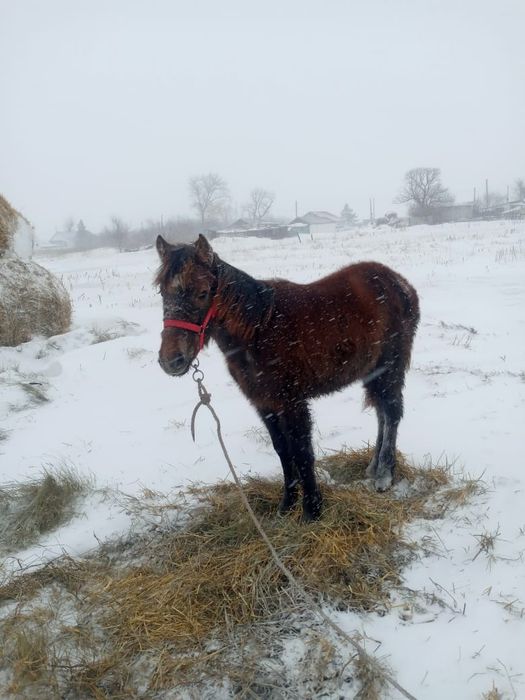 Жабағы Жеребенок