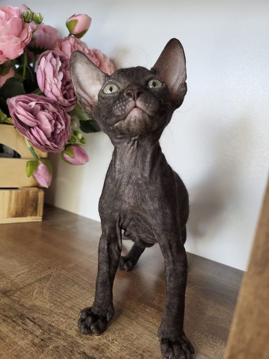 Донские Сфинксы Велюр.