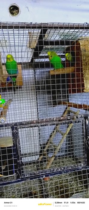 Вълнисти папагали двойки и млади