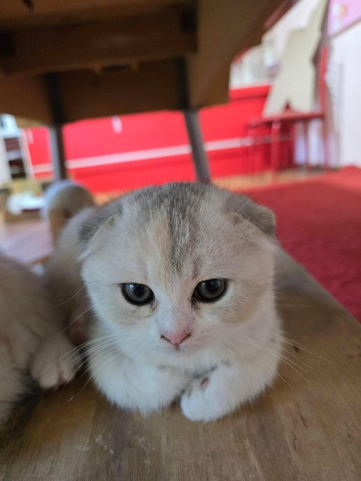 Котёнки скоттиш фолд