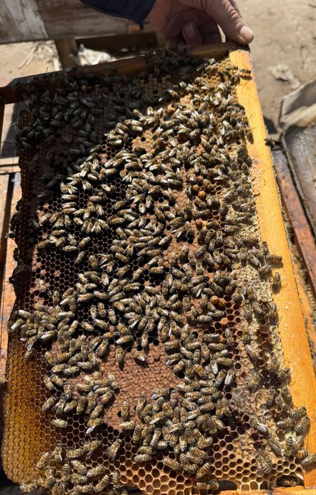 Asalari oilasi sotiladi