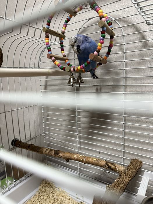 Попугай вместе с клеткой