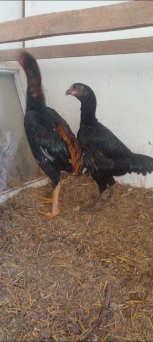 Дакен сатылады пара