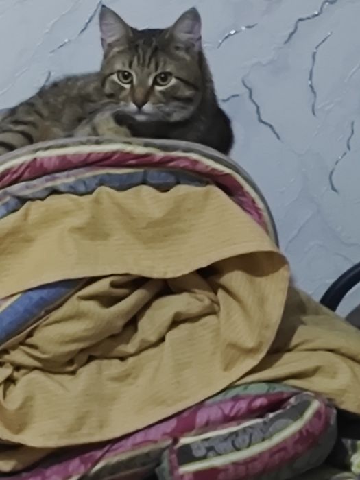 Отдадим кота 11 месяцев