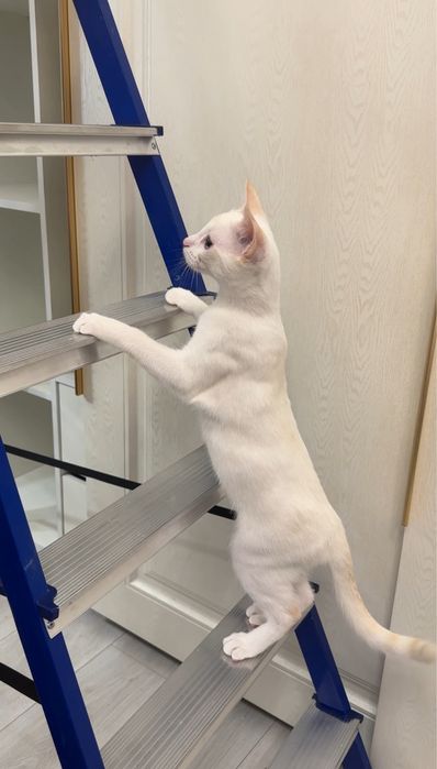 Котенок ищет любящий дом
