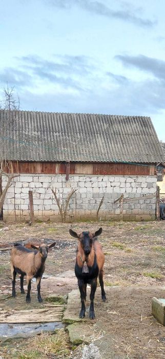 Vând țap alpin francez
