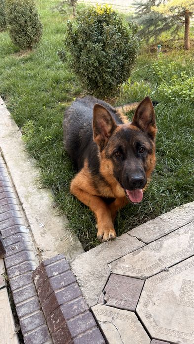 Немецкая овчарка девочка