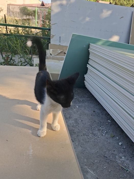 Котята отдам в хорошие руки...
