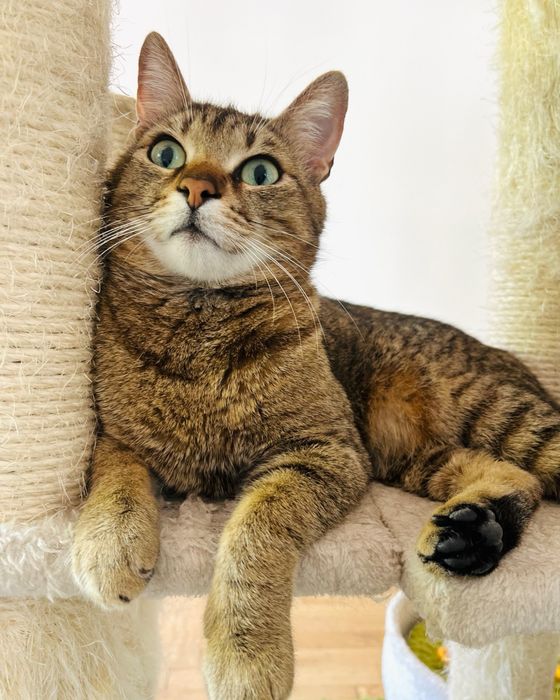 Мъжко таби коте търси дом