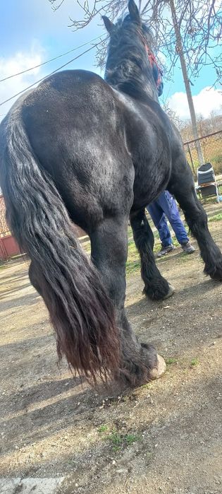 Vând hărmăsar Ardenez