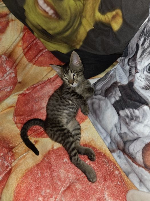 Заберите нас, двух котят!