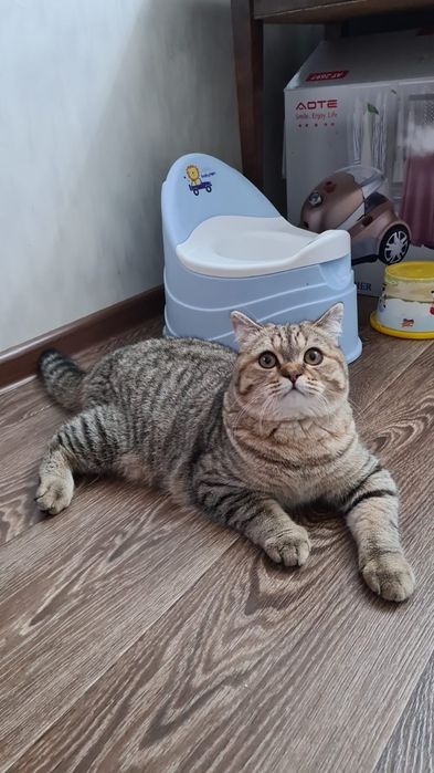 Элитные Котята от Шиншиллы