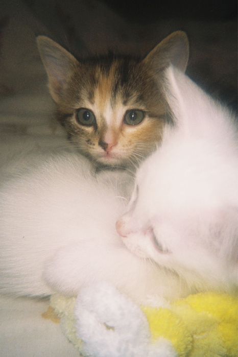 Котята    1,5 ай