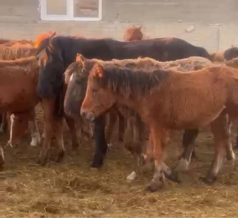 Продам байталы и тайчиков.