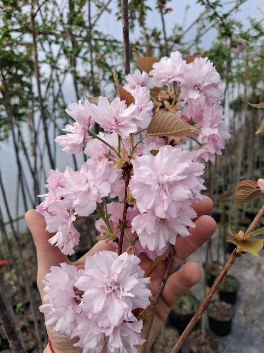 Японска вишна канзан в саксия