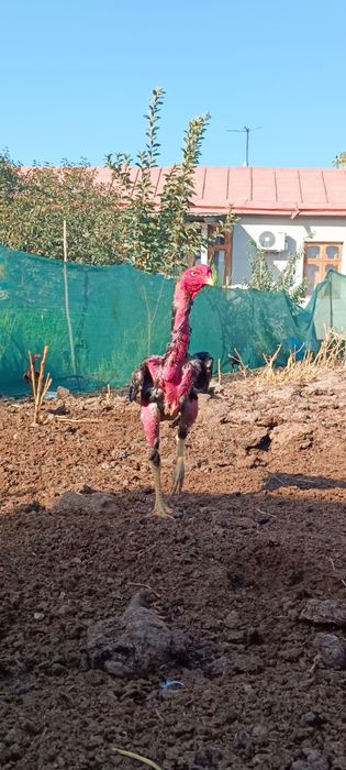 Dakan jojala sotiladi