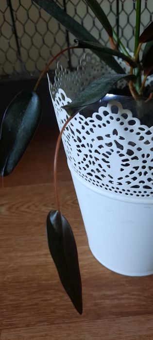 Продам цветок Кодиеум