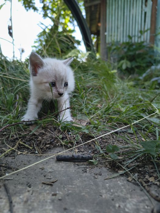 Отдадим котят  в добрые руки