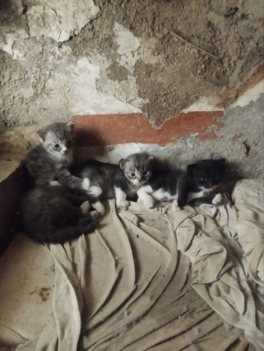 Отдам в добрые руки котята / Продаётся котята / Самарканд