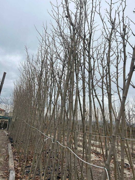 Дървета чинар над 3 метра