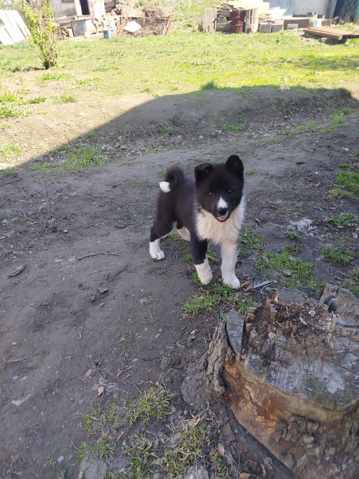 Продам щенков Русская Европейская лайка