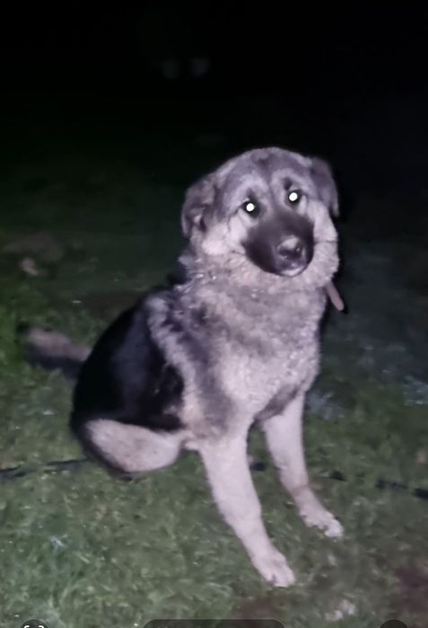 Панда ищет дом. Доставлю!