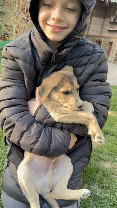 Отдам даром кобель ужоденеый привитый с паспортом проглистован