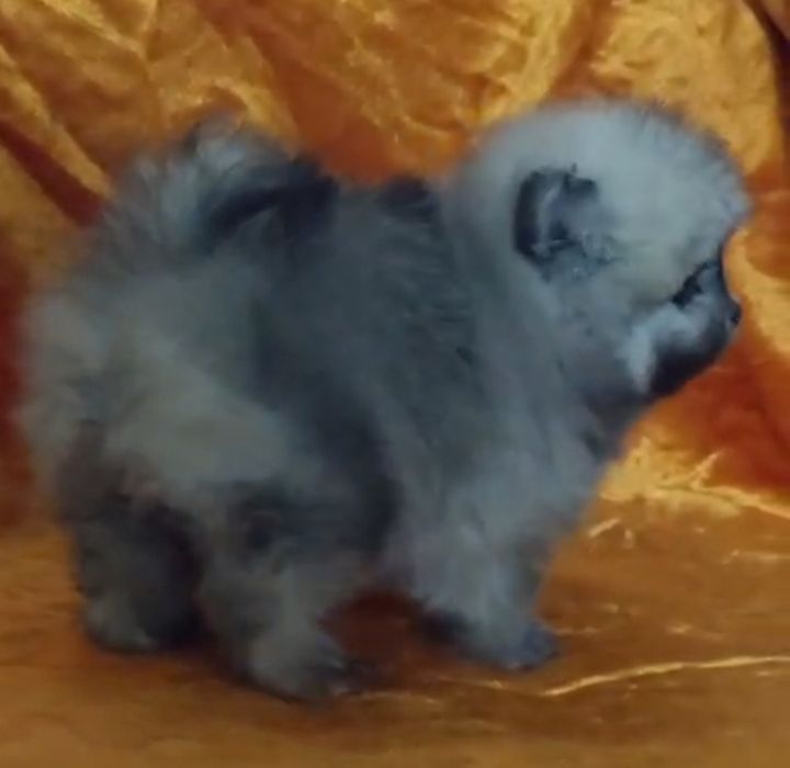 Щенки не пицца мини