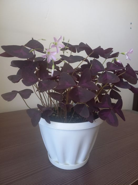 Оксалис. Кислица