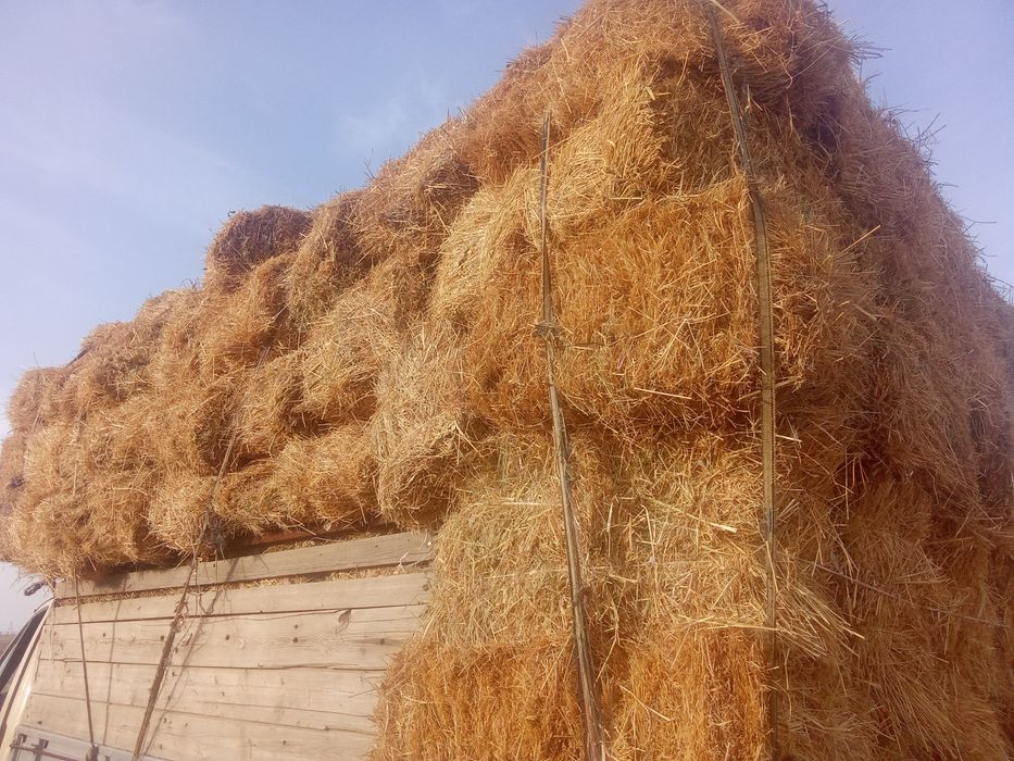 Табиғи шоп бар,доставкасы бар келісеміз