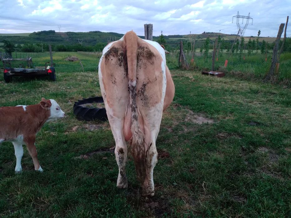 Vand vaca baltata, 7 ani, 20l lapte