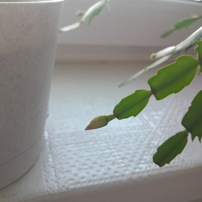 Декабрист красный