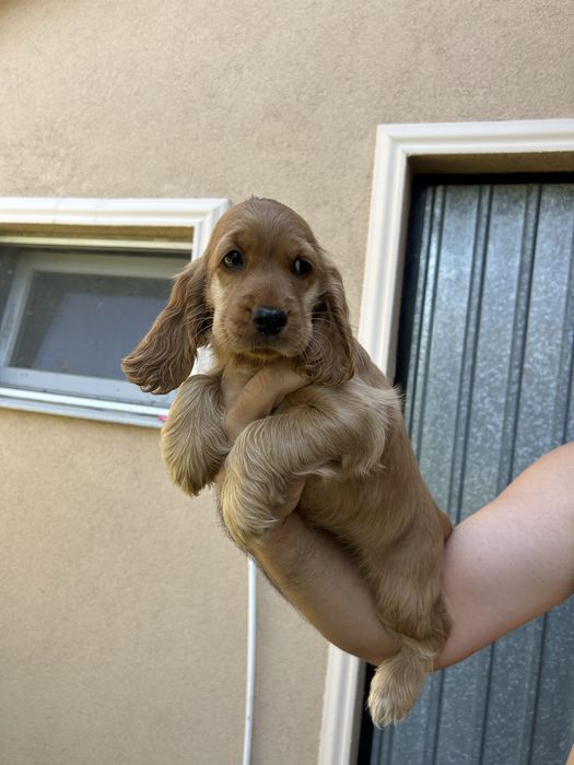 Cocker spaniel superb