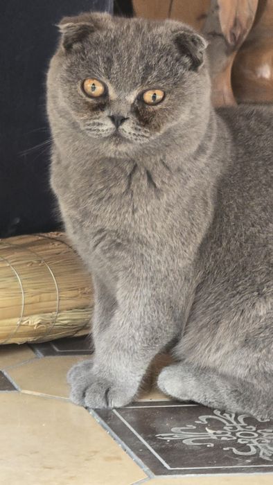 Shotlanskiy shkotish  fold sotiladi ug'il