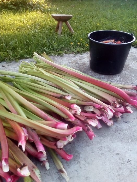 Producator vand coroana de rubarba , revent , rabarbar aclimatizata