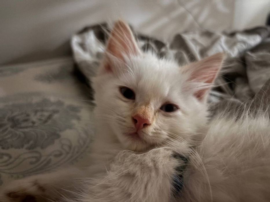 Котенок 1.5 месяца