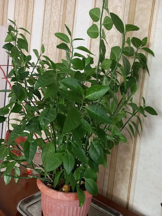 Продаются комнатные цветы
