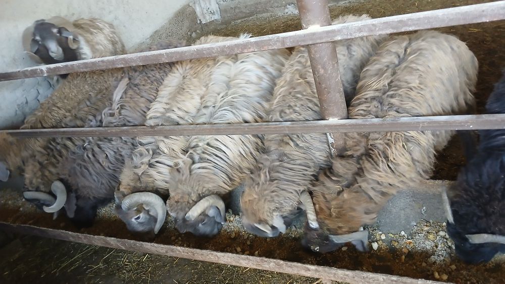 Qôchqorlar sotiladi