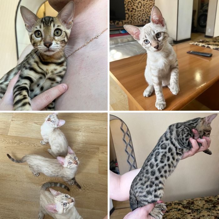 Котята Бенгальские