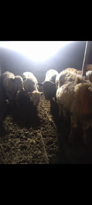 Прод подсосных телят