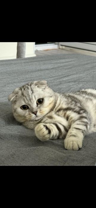 Котёнок шотландская вислоухая